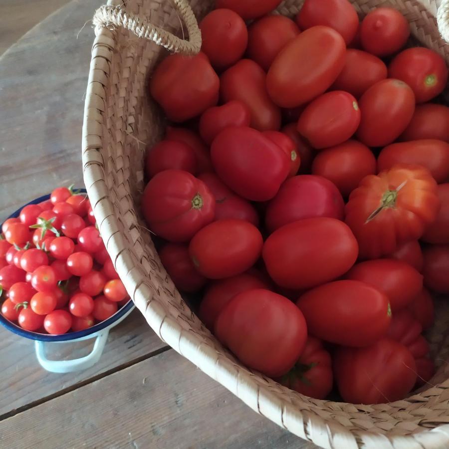 Dago Farmhouse 시에나 외부 사진